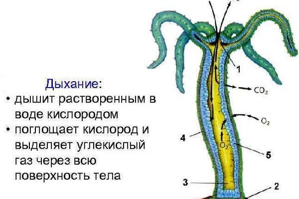 Кракен тор ссылка